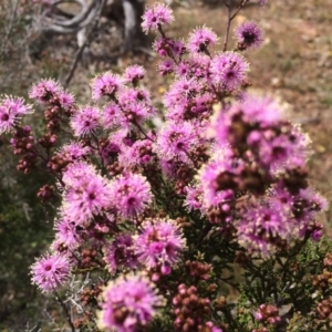 Kunzea parvifolia at Hackett, ACT - 10 Oct 2014 11:23 AM