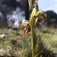 Oligochaetochilus hamatus (Southern Hooked Rustyhood) at Canberra Central, ACT - 10 Oct 2014 by AaronClausen