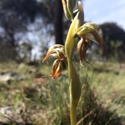 Oligochaetochilus hamatus (Southern Hooked Rustyhood) at Canberra Central, ACT - 10 Oct 2014 by AaronClausen