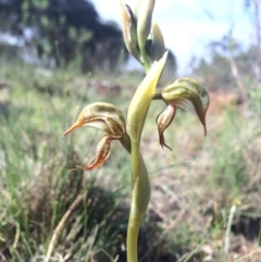 Oligochaetochilus hamatus at Canberra Central, ACT - suppressed