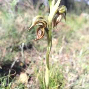 Oligochaetochilus hamatus at Canberra Central, ACT - suppressed