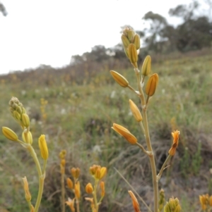 Bulbine bulbosa at Theodore, ACT - 6 Oct 2014