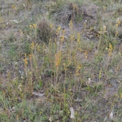 Bulbine bulbosa at Theodore, ACT - 6 Oct 2014 06:11 PM