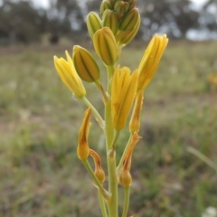 Bulbine bulbosa at Theodore, ACT - 6 Oct 2014 06:11 PM