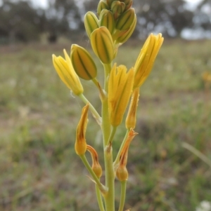 Bulbine bulbosa at Theodore, ACT - 6 Oct 2014 06:11 PM