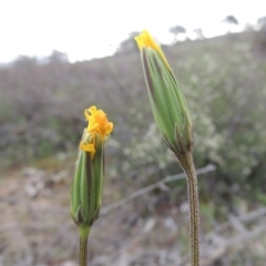 Microseris walteri (Yam Daisy, Murnong) at Tuggeranong Hill - 6 Oct 2014 by michaelb