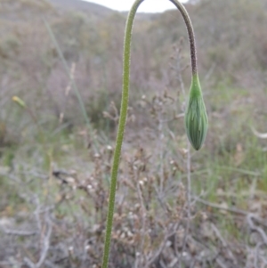 Microseris walteri at Theodore, ACT - 6 Oct 2014