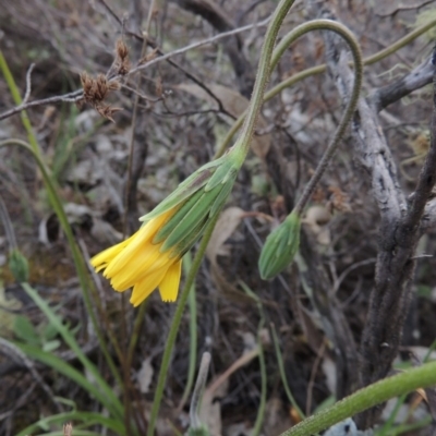 Microseris walteri (Yam Daisy, Murnong) at Theodore, ACT - 6 Oct 2014 by MichaelBedingfield