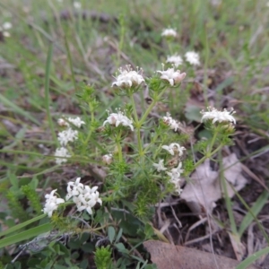 Asperula conferta at Theodore, ACT - 6 Oct 2014 06:33 PM