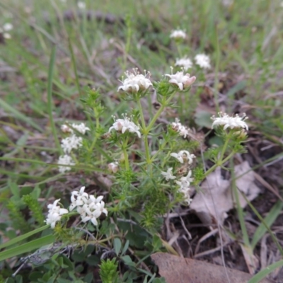 Asperula conferta (Common Woodruff) at Theodore, ACT - 6 Oct 2014 by MichaelBedingfield