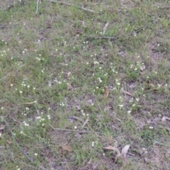 Asperula conferta at Theodore, ACT - 6 Oct 2014