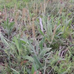 Plantago varia at Theodore, ACT - 6 Oct 2014 06:35 PM