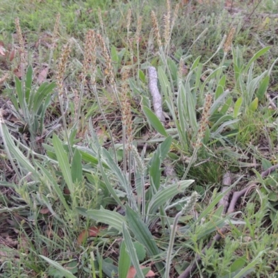 Plantago varia (Native Plaintain) at Theodore, ACT - 6 Oct 2014 by MichaelBedingfield