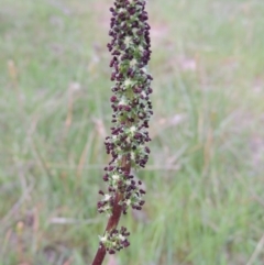 Acaena x ovina (Sheep's Burr) at Theodore, ACT - 6 Oct 2014 by MichaelBedingfield