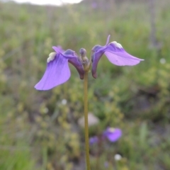 Utricularia dichotoma (Fairy Aprons, Purple Bladderwort) at Tuggeranong Hill - 6 Oct 2014 by michaelb