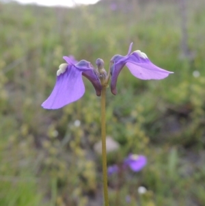 Utricularia dichotoma at Theodore, ACT - 6 Oct 2014 06:42 PM