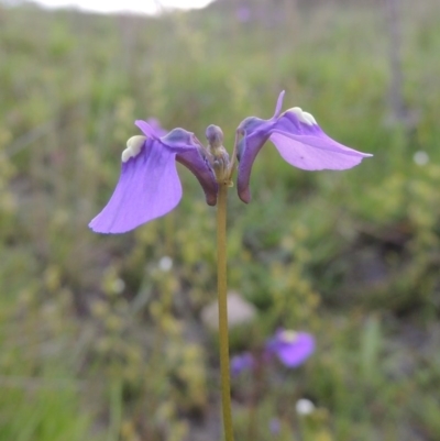 Utricularia dichotoma (Fairy Aprons, Purple Bladderwort) at Theodore, ACT - 6 Oct 2014 by MichaelBedingfield