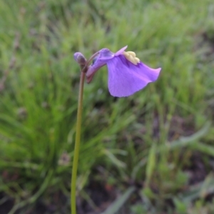 Utricularia dichotoma at Theodore, ACT - 6 Oct 2014 06:42 PM