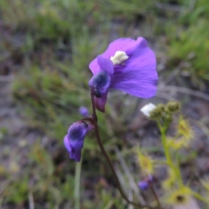 Utricularia dichotoma at Theodore, ACT - 6 Oct 2014 06:42 PM