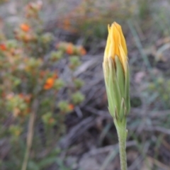 Microseris walteri (Yam Daisy, Murnong) at Tuggeranong DC, ACT - 6 Oct 2014 by MichaelBedingfield