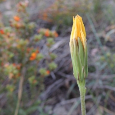 Microseris walteri (Yam Daisy, Murnong) at Tuggeranong DC, ACT - 6 Oct 2014 by michaelb