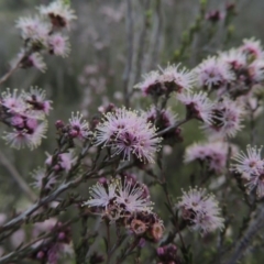 Kunzea parvifolia (Violet Kunzea) at Tuggeranong DC, ACT - 6 Oct 2014 by MichaelBedingfield