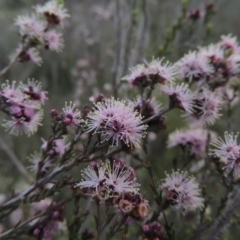 Kunzea parvifolia (Violet Kunzea) at Rob Roy Range - 6 Oct 2014 by michaelb