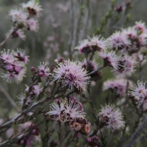 Kunzea parvifolia at Tuggeranong DC, ACT - 6 Oct 2014