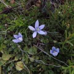 Isotoma fluviatilis subsp. australis (Swamp Isotome) at Theodore, ACT - 6 Oct 2014 by michaelb