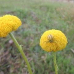 Craspedia variabilis (Common Billy Buttons) at Theodore, ACT - 6 Oct 2014 by MichaelBedingfield