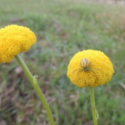 Craspedia variabilis (Common Billy Buttons) at Tuggeranong Hill - 6 Oct 2014 by michaelb