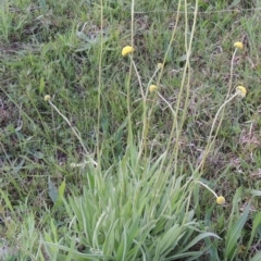 Craspedia variabilis at Theodore, ACT - 6 Oct 2014