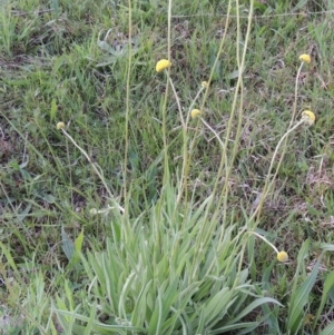 Craspedia variabilis at Theodore, ACT - 6 Oct 2014