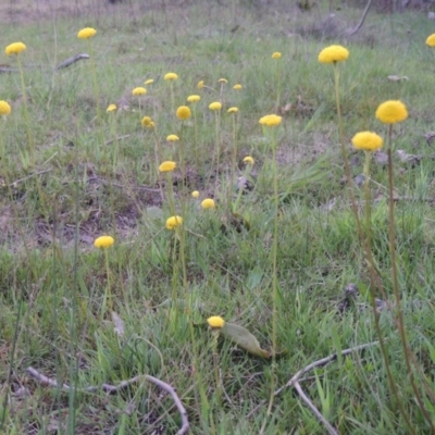 Craspedia variabilis (Common Billy Buttons) at Theodore, ACT - 6 Oct 2014 by michaelb