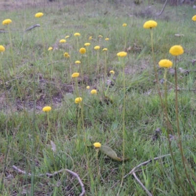 Craspedia variabilis (Common Billy Buttons) at Theodore, ACT - 6 Oct 2014 by MichaelBedingfield
