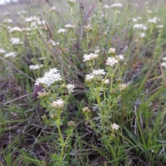 Asperula conferta (Common Woodruff) at Tuggeranong DC, ACT - 6 Oct 2014 by MichaelBedingfield