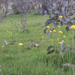 Craspedia variabilis (Common Billy Buttons) at Tuggeranong DC, ACT - 6 Oct 2014 by michaelb