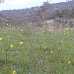 Craspedia variabilis (Common Billy Buttons) at Tuggeranong DC, ACT - 6 Oct 2014 by michaelb