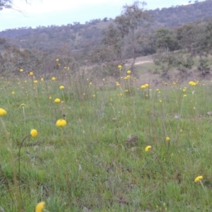 Craspedia variabilis at Tuggeranong DC, ACT - suppressed