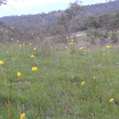 Craspedia variabilis (Common Billy Buttons) at Rob Roy Spring 1(M) - 6 Oct 2014 by michaelb