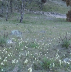 Stackhousia monogyna (Creamy Candles) at Tuggeranong DC, ACT - 6 Oct 2014 by michaelb