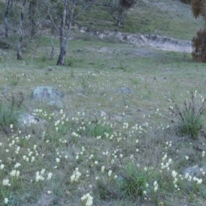 Stackhousia monogyna at Tuggeranong DC, ACT - 6 Oct 2014 07:31 PM