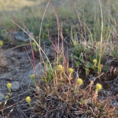 Psilurus incurvus (Bristle-tail Grass) at Theodore, ACT - 7 Oct 2014 by MichaelBedingfield