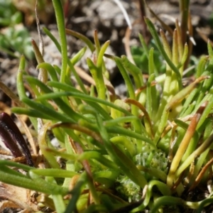 Isoetopsis graminifolia at Lake Bathurst, NSW - 11 Oct 2014