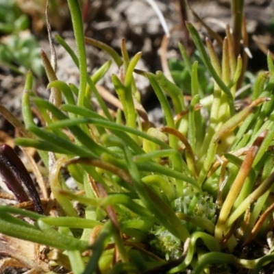 Isoetopsis graminifolia (Grass Cushion Daisy) at Lake Bathurst, NSW - 11 Oct 2014 by AaronClausen