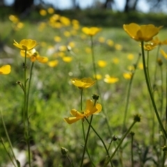 Ranunculus lappaceus (Australian Buttercup) at Lerida, NSW - 11 Oct 2014 by AaronClausen