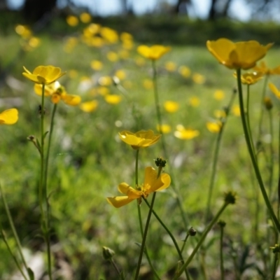 Ranunculus lappaceus (Australian Buttercup) at Lerida, NSW - 11 Oct 2014 by AaronClausen