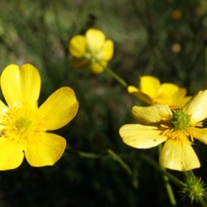 Ranunculus lappaceus at Lerida, NSW - 11 Oct 2014