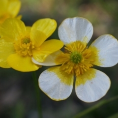 Ranunculus lappaceus at Lerida, NSW - 11 Oct 2014