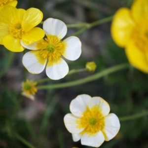 Ranunculus lappaceus at Lerida, NSW - 11 Oct 2014